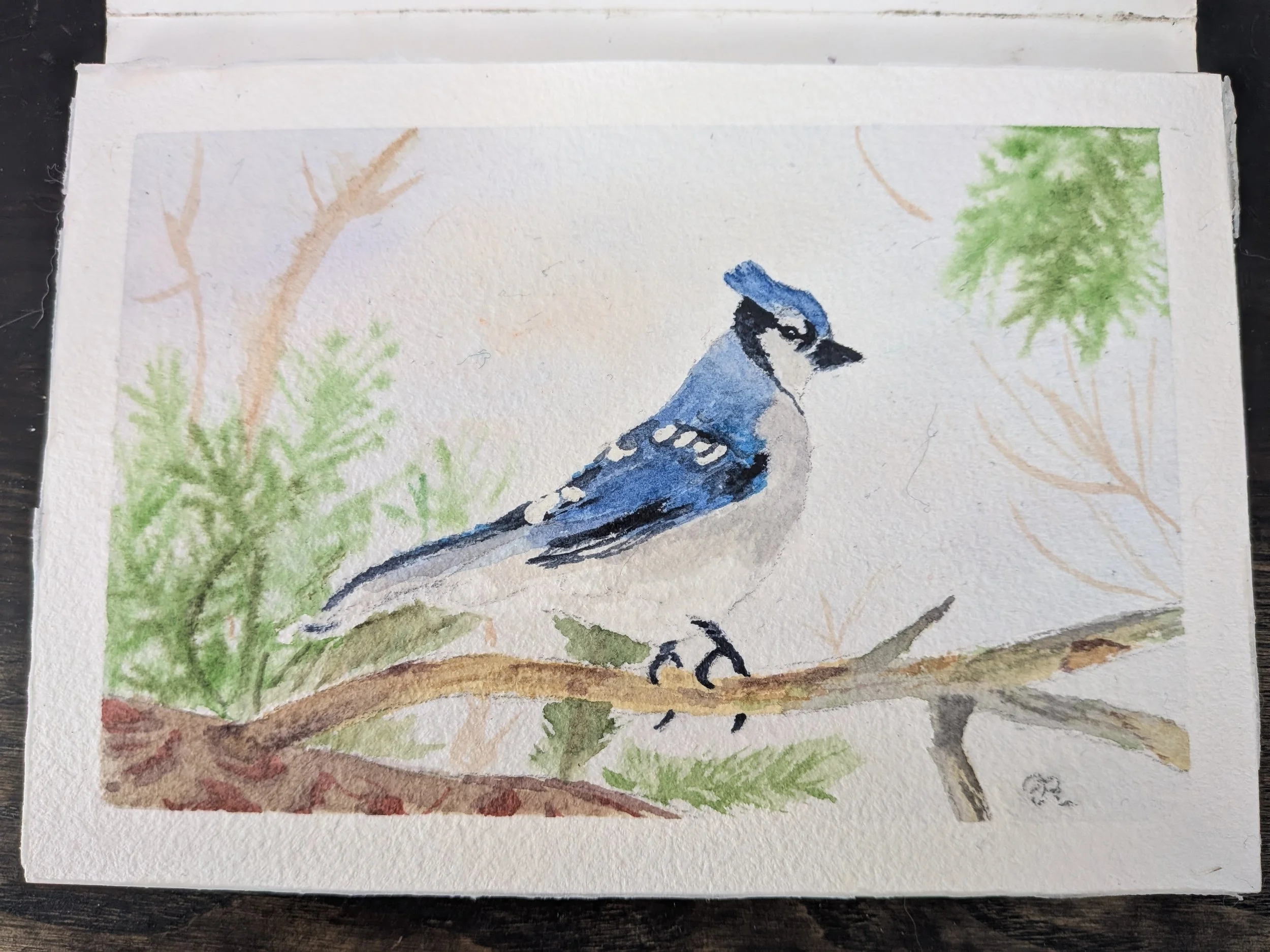 Watercolour painting of of a bluejay on a branch with a frosty background and some evergreen branches in view
