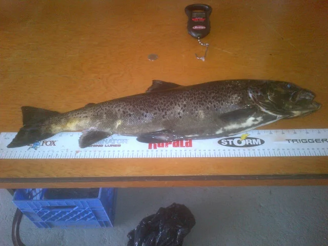 Ryan's Fish.jpg