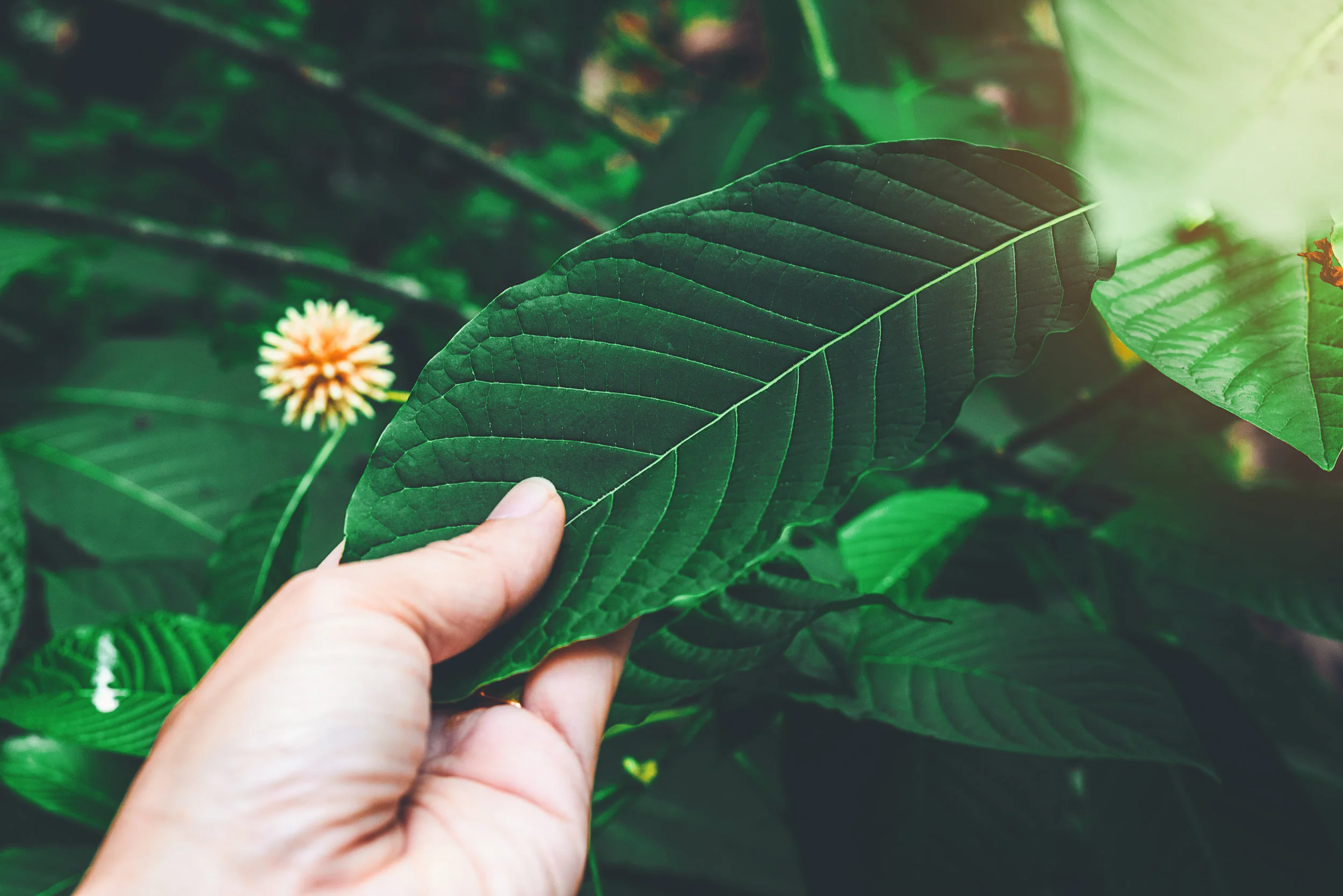 AdobeStock_238303923.jpeg