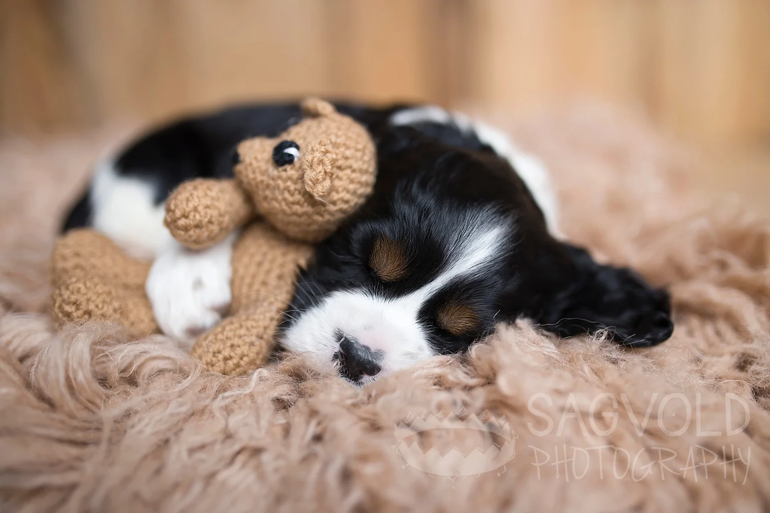 Pet picture newborn Cocker Spaniel Fargo ND pet photographer Janna Sagvold Photography