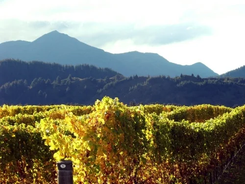 Photo is taken from the Antipode Estate Vineyard, one of the vineyards The Darling sources their grapes from