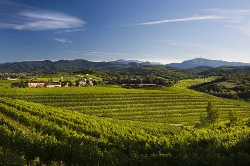 Zorzettig-Vini2.jpg