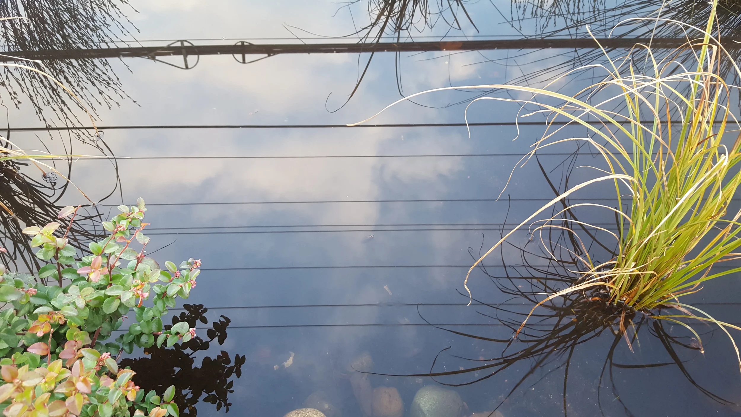 Regeneration Landscaping