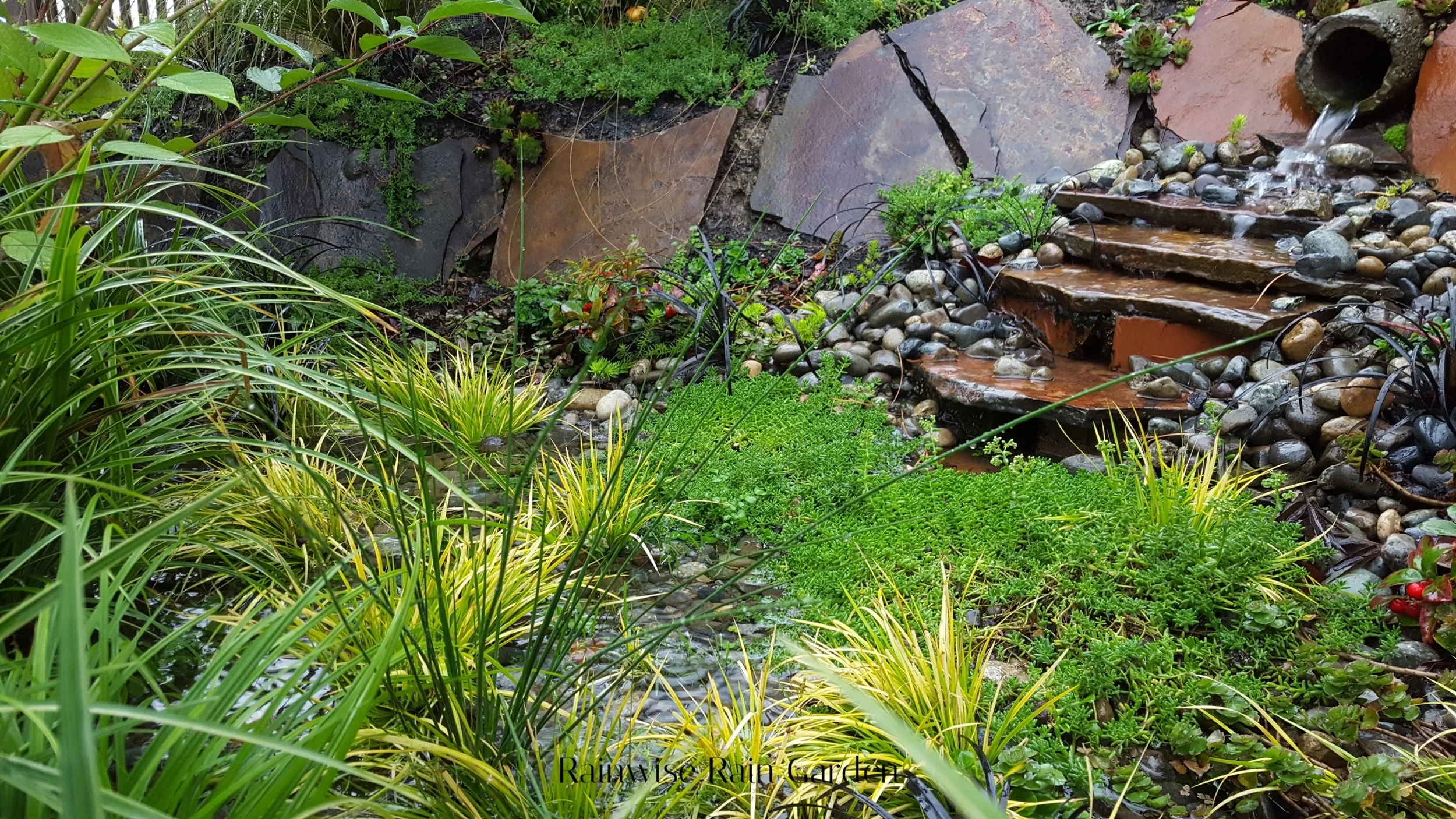 Regeneration Landscaping