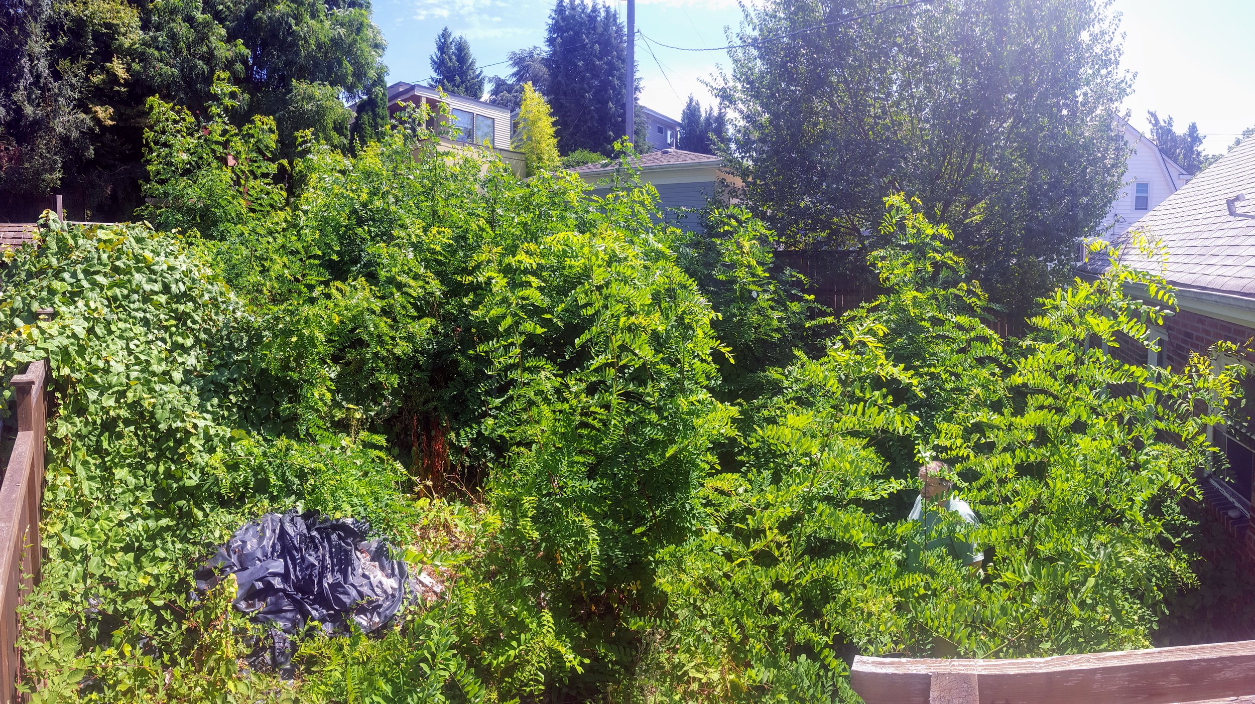 seattle rainwise rebate rain garden