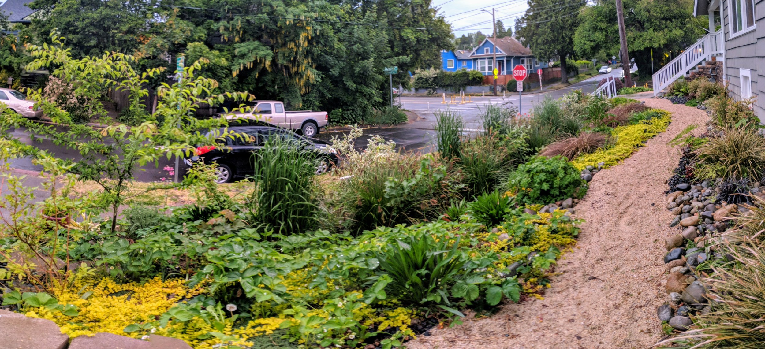 Seattle Rainwise Rebate rain garden