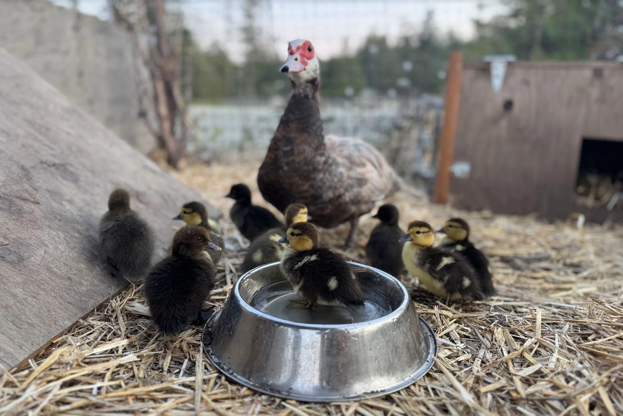 Permaculture, Muscovy ducks