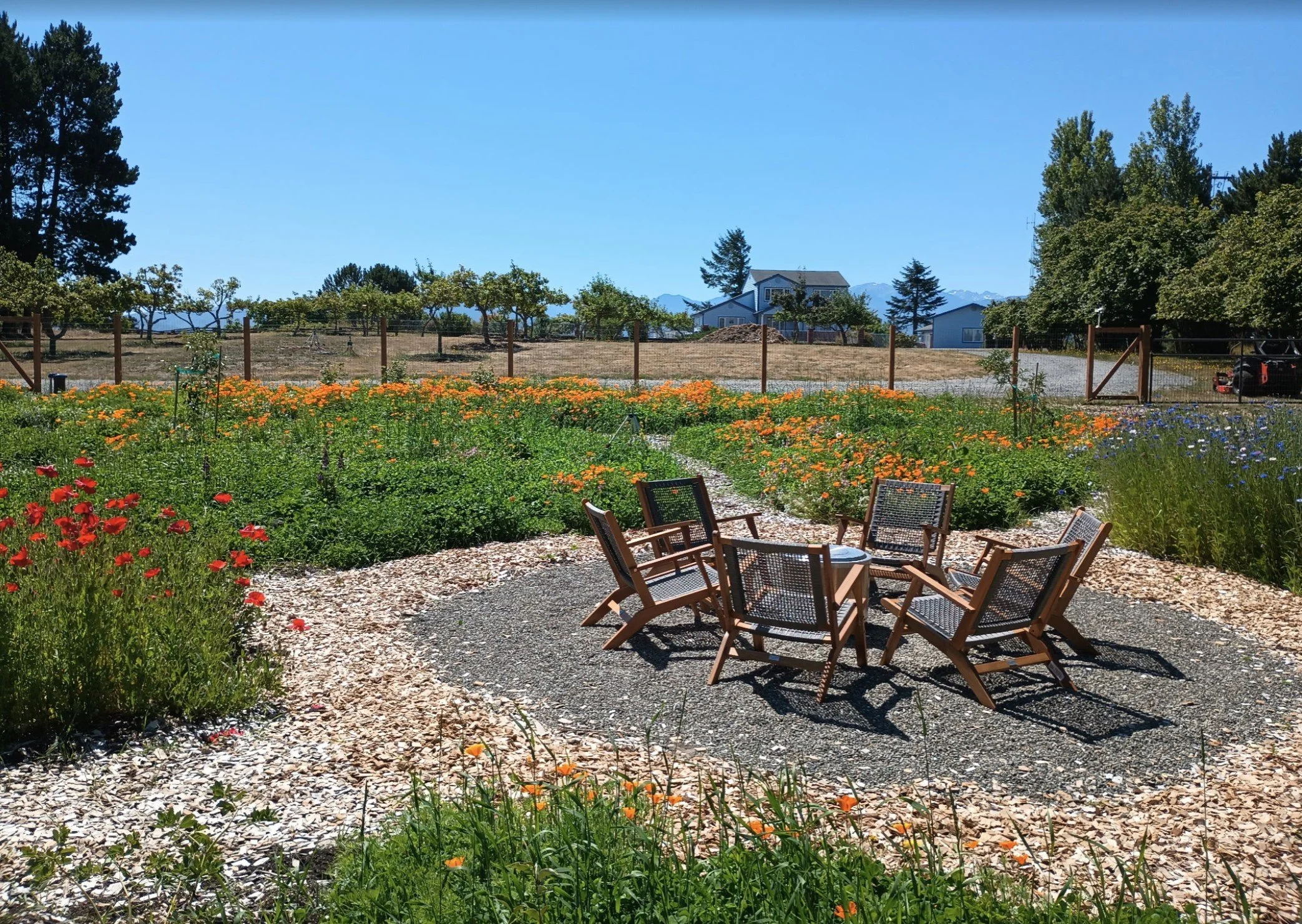 WIldflower meadow.jpg