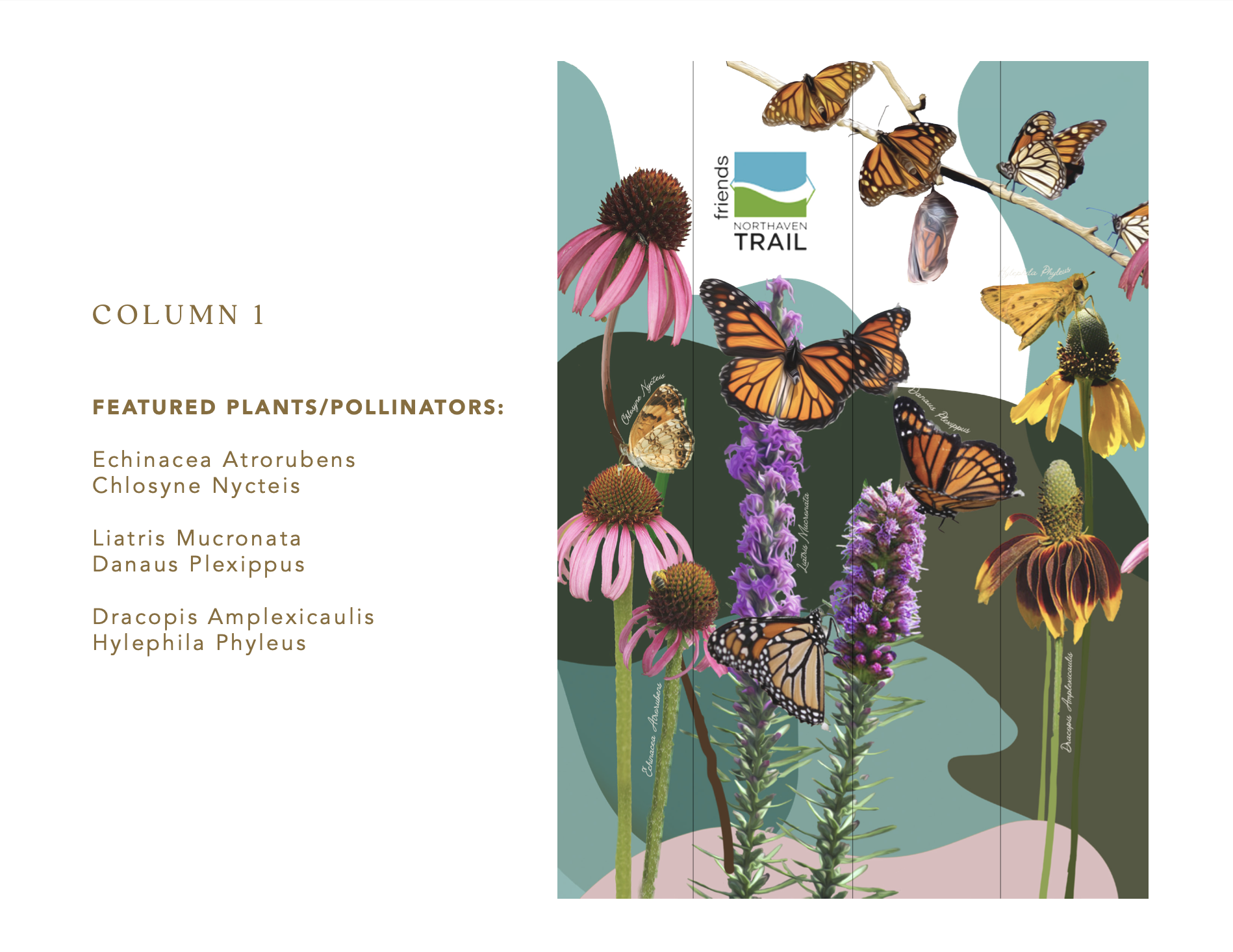 COLUMN 1 FEATURED PLANTS/POLLINATORS are: Echinacea Atrorubens, Chlosyne Nycteis, Liatris Mucronata, Danaus Plexippus, Dracopis Amplexicaulis, Hylephila Phyleus