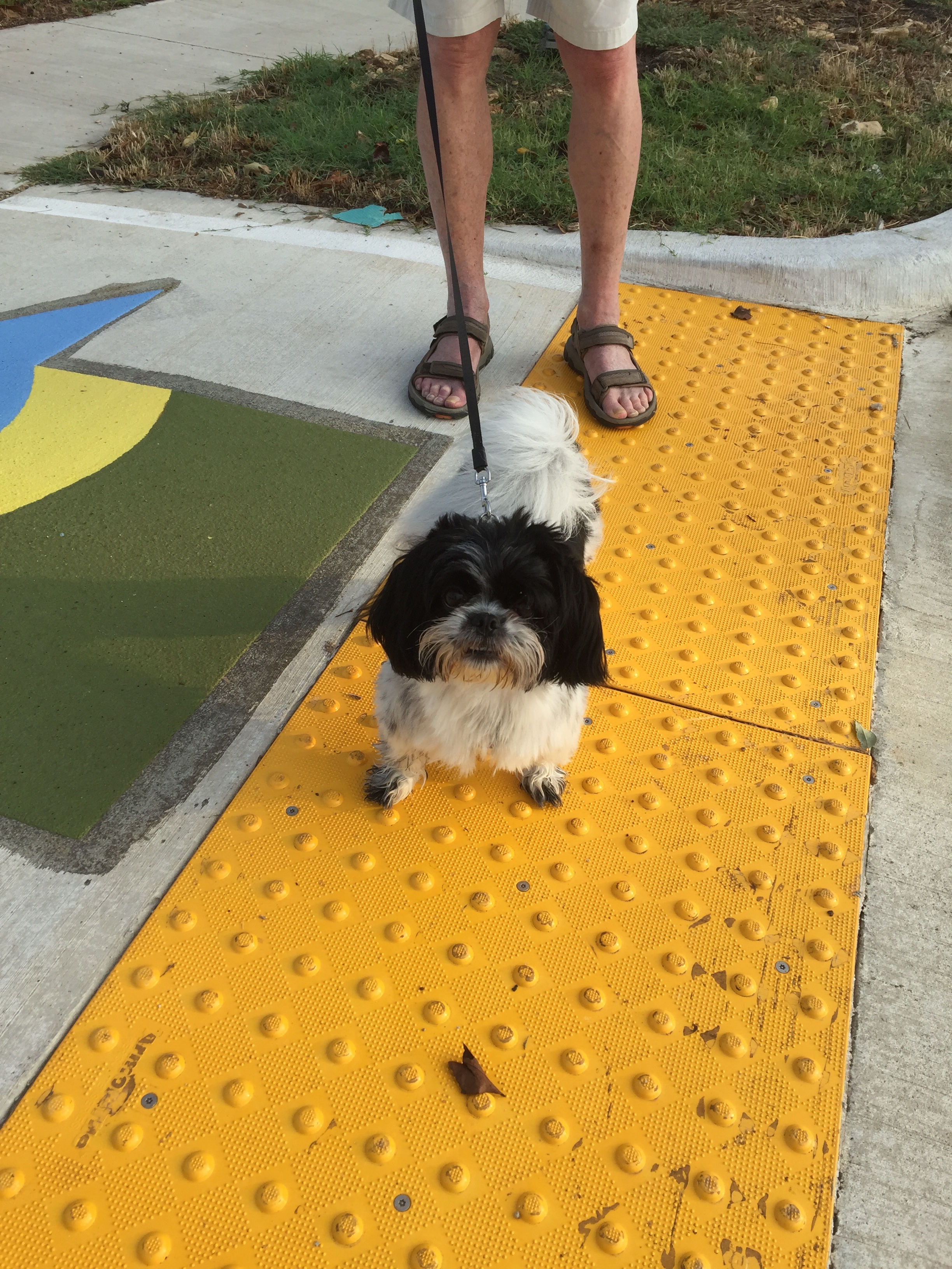 Belle checking out the trail