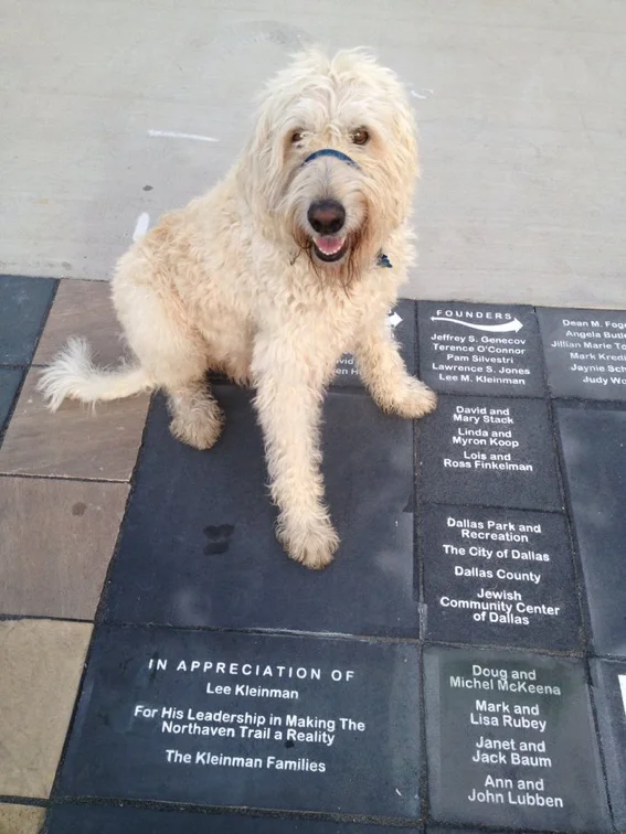 Buddy