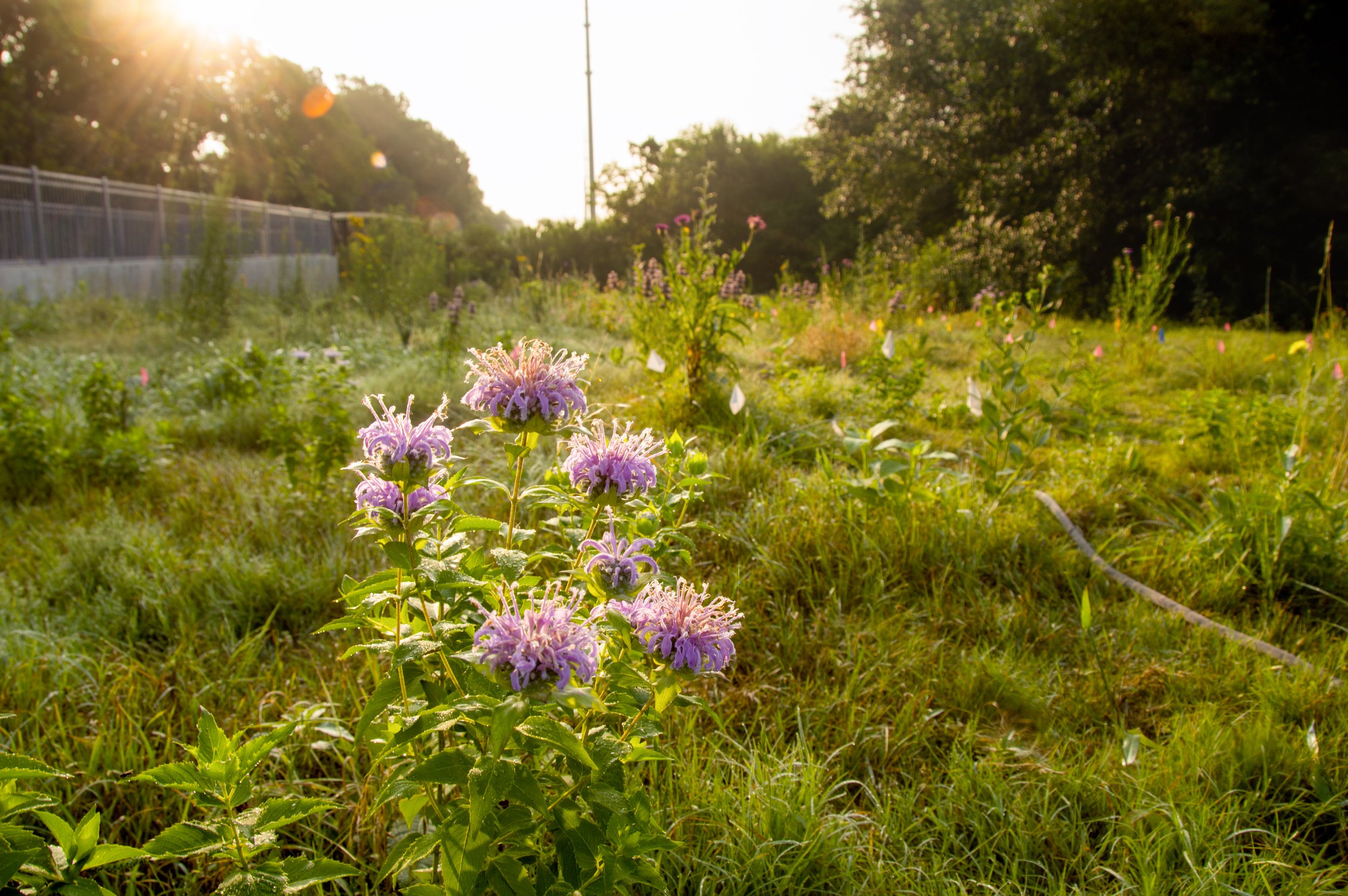 monarda bkld site.jpg