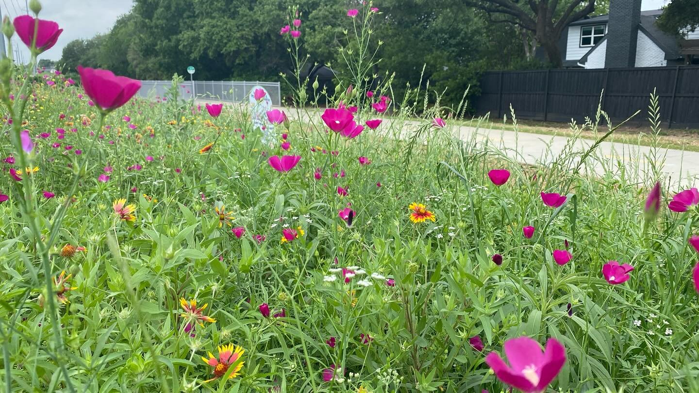 Have you seen the wildflowers on the trail? 🌻🐝 🦋