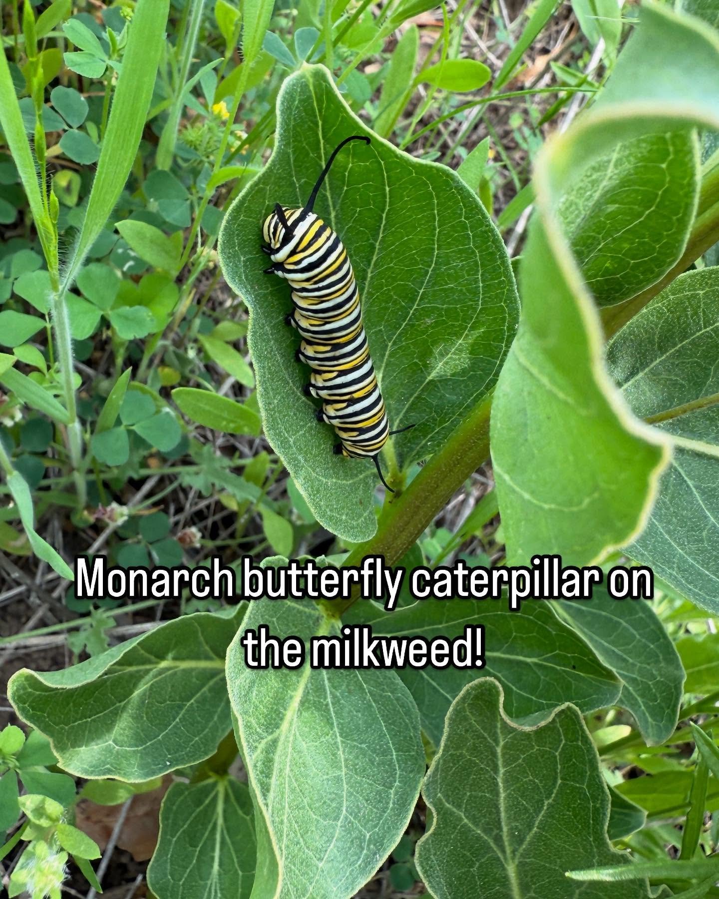 Spring wildflowers are starting to pop on the trail! And we have some baby Monarch Butterfly caterpillars on some of the milkweed! 😍