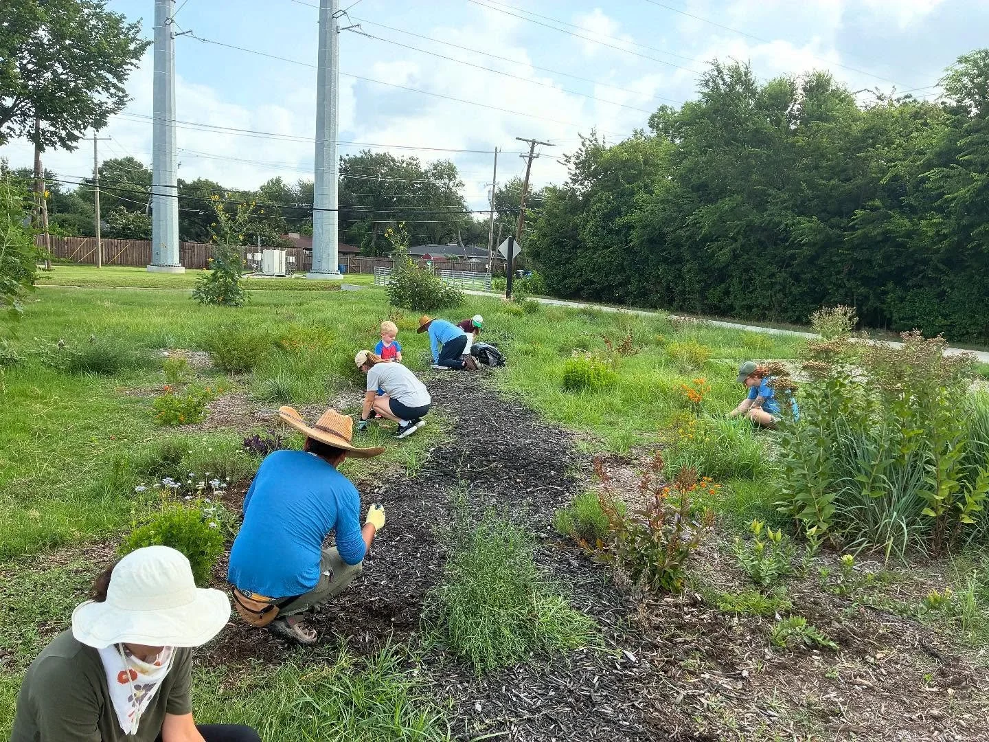 Last Saturday, volunteers joined us at the Royal Park pollinator garden for a garden tidy up. We’ll be doing another one on August 2nd so mark your calendar! Thank you volunteers! The rain has been great for our new plants🌱🌱, but also for the