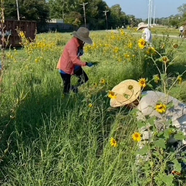 Work day TOMORROW (Saturday) at Royal Park pollinator garden from 8:30-10:30. Check out the details at the link in our bio.