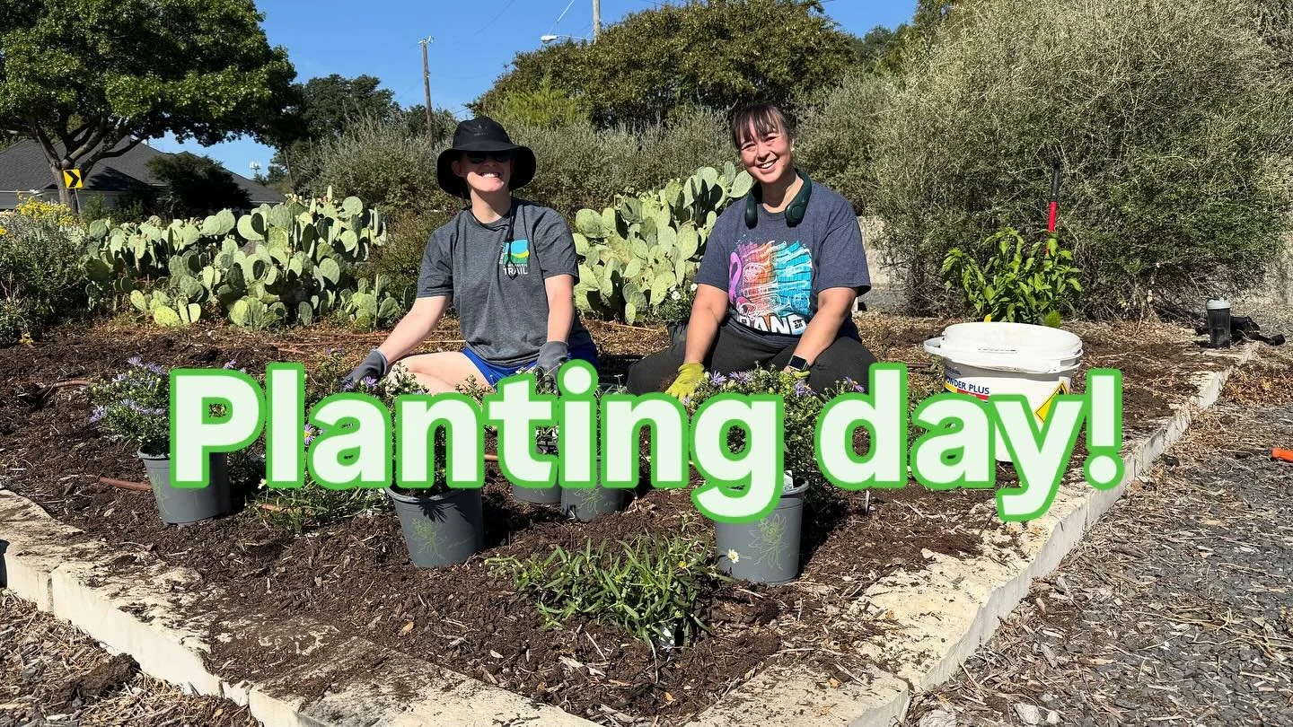 Battling the bindweed to get in some new pollinator plants at our St. Michaels intersection garden. We also trimmed the Texas sage shrubs! Thanks to our weeding, planting, and pruning volunteers today. 🥰