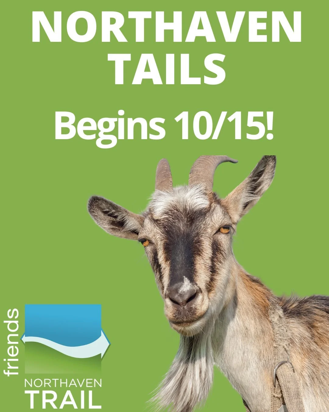 It's ON! The goats & sheep will be on Northaven Trail beginning TOMORROW, October 15th.
They begin at US75 and make their way west. We are told it could take 5-7 days for them to complete this project, but these divas are on their own schedule.