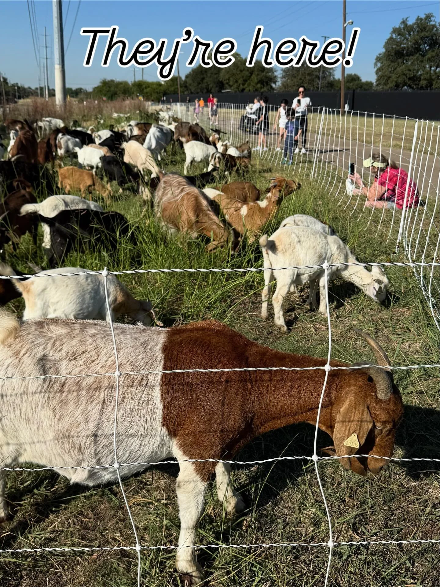 What are EWE doing today? Come see the goats! Right now (Wednesday morning) they are near the intersection of Freda Stern.