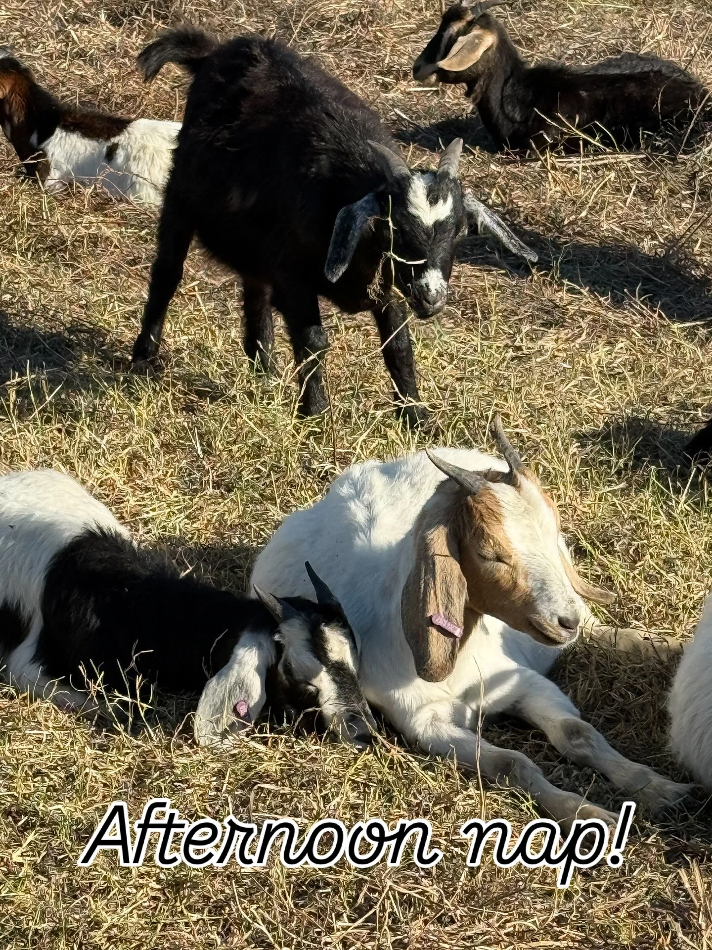 Cuteness alert! It&rsquo;s sleepy time on the trail! Come out and see our sleeping beauties. They&rsquo;re just east of St Michael&rsquo;s Drive today (Sunday).
