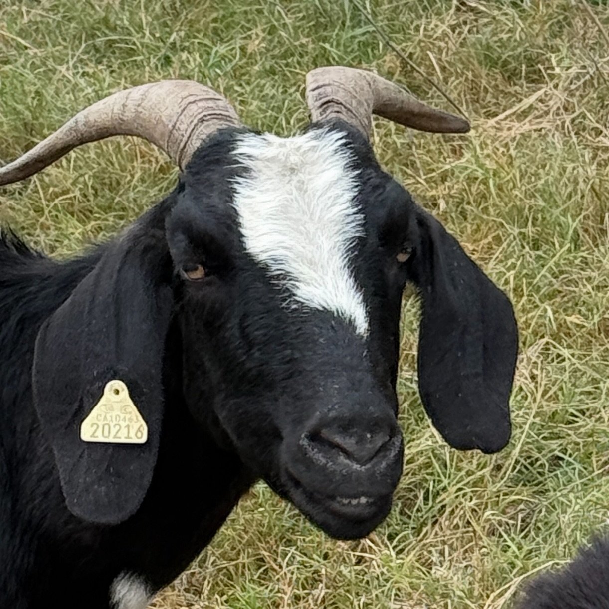 The goats and sheep are currently (Friday) between Strait Lane and Welch Road. Come say hello! And remember our party is tomorrow in the same place, between 10am and noon. 🎉🐐🐑 
#northaventrail #northaventails #givetothegraze