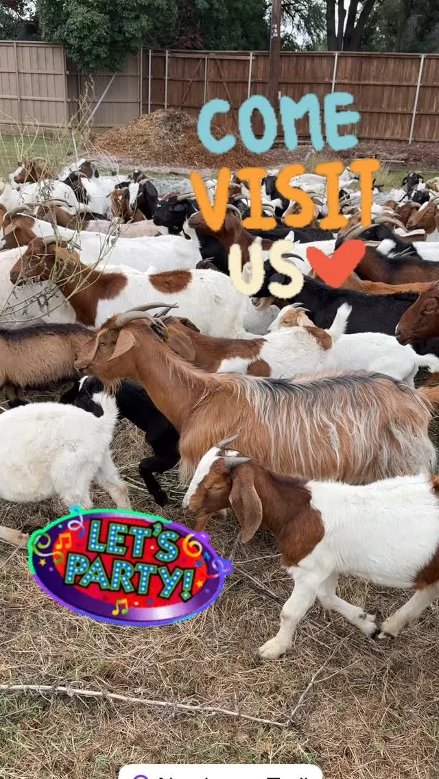 🎉 Herd celebration party tomorrow (Saturday) from 10-noon. Weather permitting! We’ll be with the goats between Welch Road and Strait Lane. Park at the Inwood Road trail parking lot and walk west along the trail if you want to see where the goa