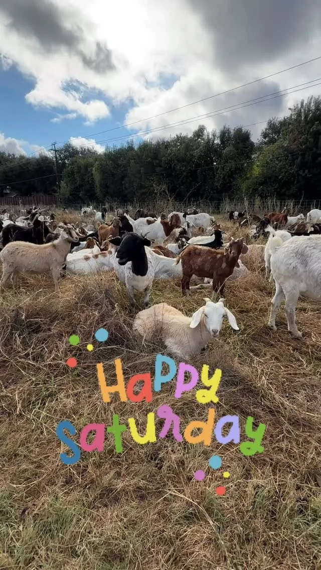 Come see the 🐐& 🐑 on this beautiful Saturday morning! They’re between Welch and Strait today. 
We’ll be here til noon making seed balls and answering questions. 
#northaventrail #northaventails #givetothegraze