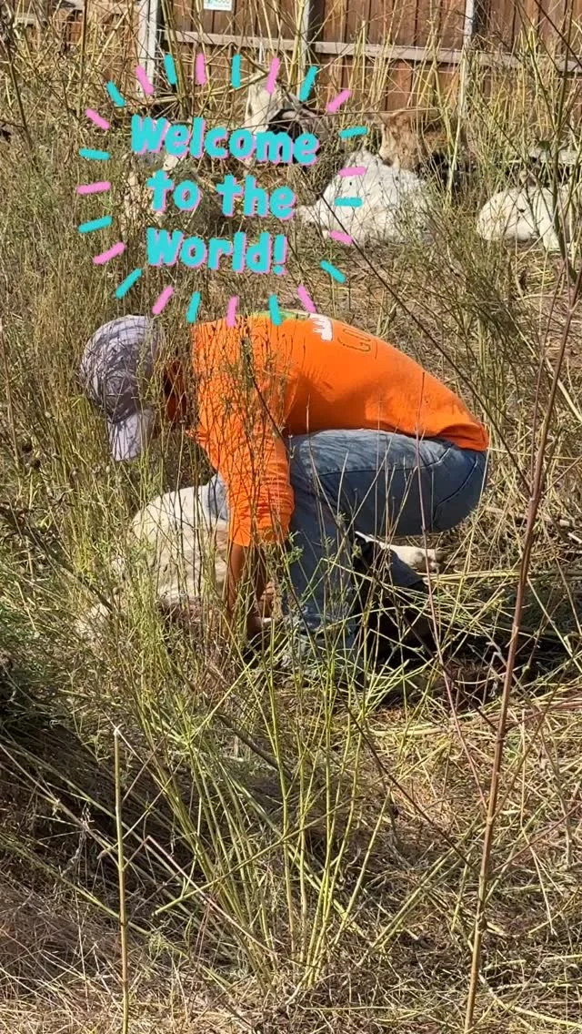 We have a new baby boy 🐑 on the trail! What should we name it? 🥰
#northaventrail #northaventails #givetothegraze