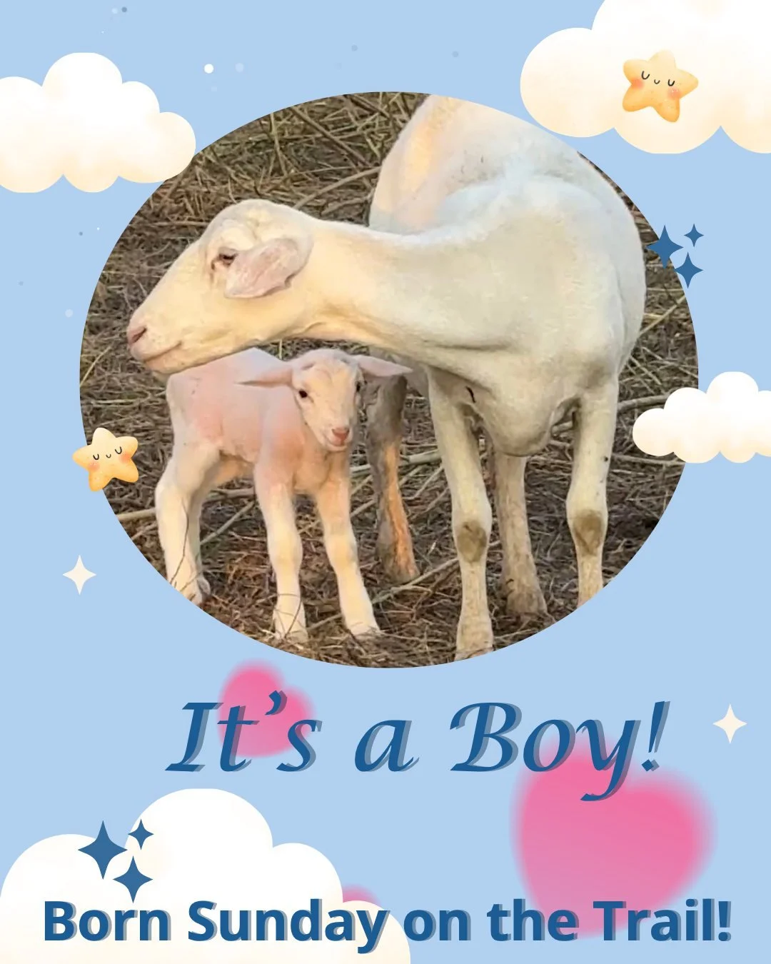 In case you missed it: one of our lovely ewes had a baby, and it’s a boy! 🎉💙 This brand new lamb made his surprise debut on the trail yesterday, and mom and baby are still hanging out with the rest of the herd on the trail so be sure to visit