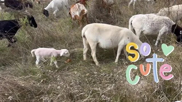 Your daily dose of lamb cuteness! Catch thisbaby on the trail before the herd heads for the ranch. They’re south of Royal, west of Marsh in the Sparkman area but they’re eating fast. See them while you can! 🐑🐐🐏 
Video by Celeste Mele