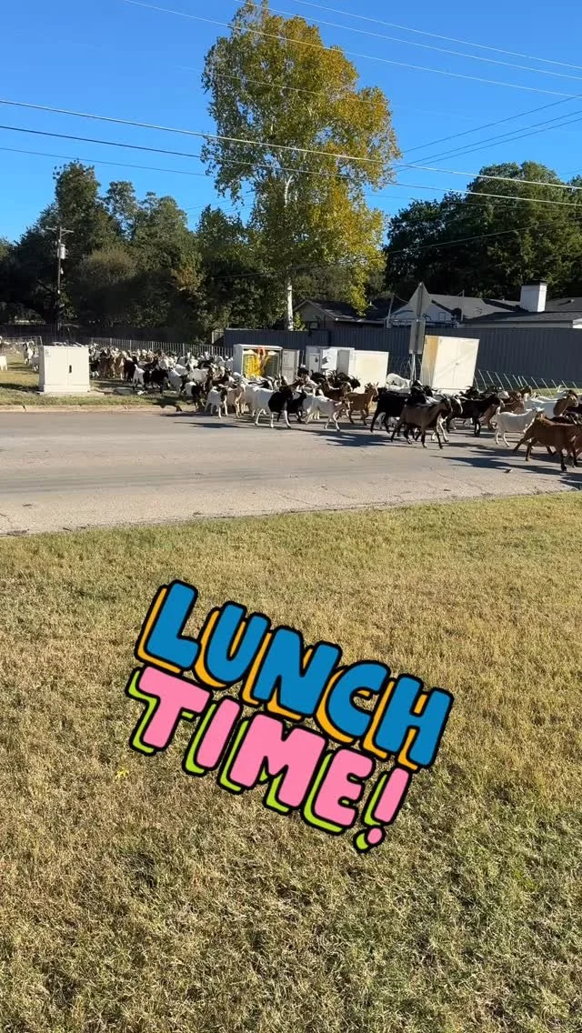 The new buffet opened! The 🐐 and 🐑 are now south of Merrill Road and are quickly approaching the end of their time on the trail. 😩 See them while you can! 
Find their current location at NorthavenTrail dot org slash tails.
#northaventrail #north