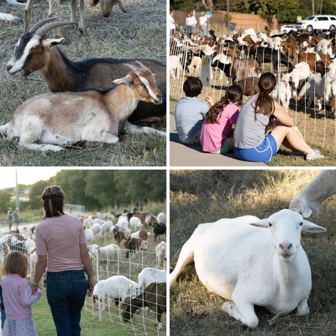THURSDAY - LAST DAY FOR NORTHAVEN TAILS! Sad to say it's your last chance to catch the herd on the trail before they head off for their next job. They are west of Marsh, south of Merrill. You can find more information about Northaven Tails on our web