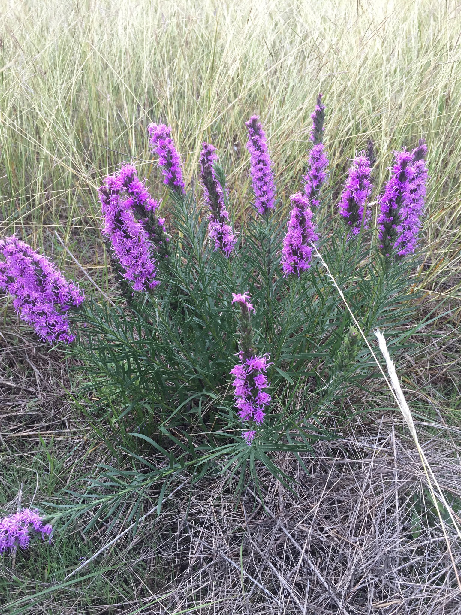 Texas Blazing Star
