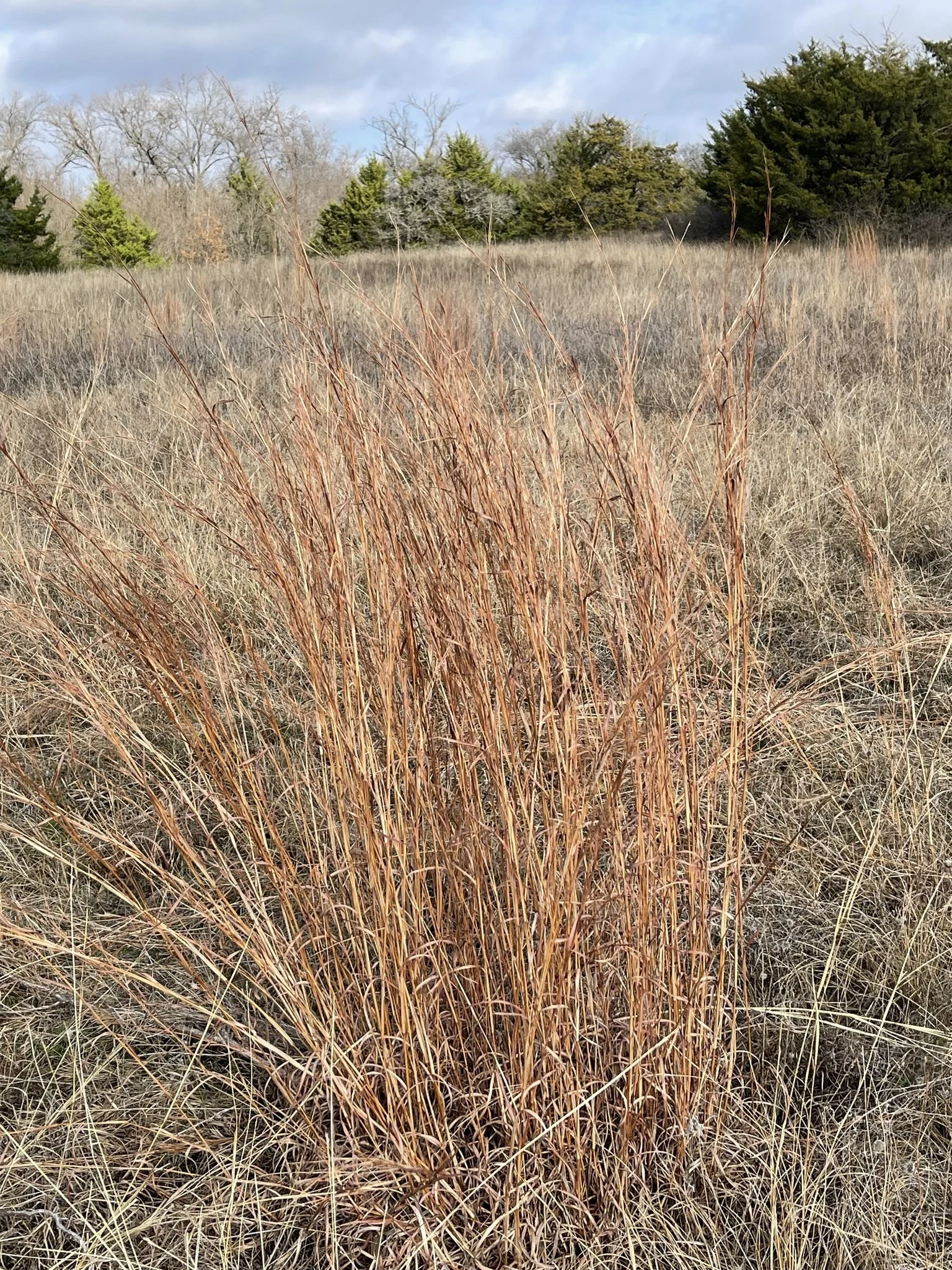 Little Bluestem