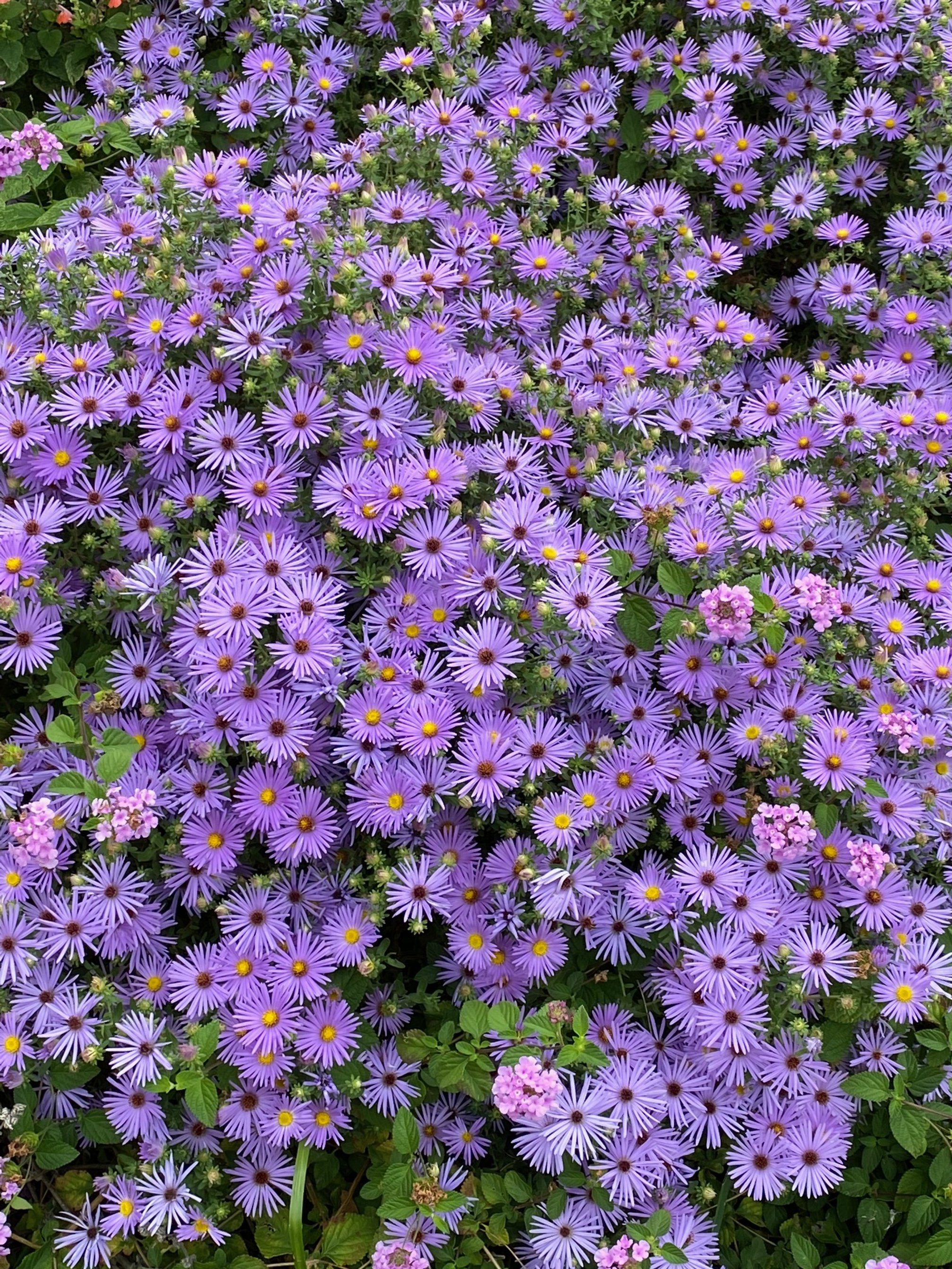 Fall Aster
