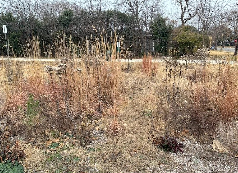 Enjoy the great weather this Saturday, 2/6 and help us plant and weed at our Royal Park meadow! Bring your gardening gloves and implements (shovel, clippers, hand trowels). We will have extra tools so don&rsquo;t worry if you don&rsquo;t have your ow