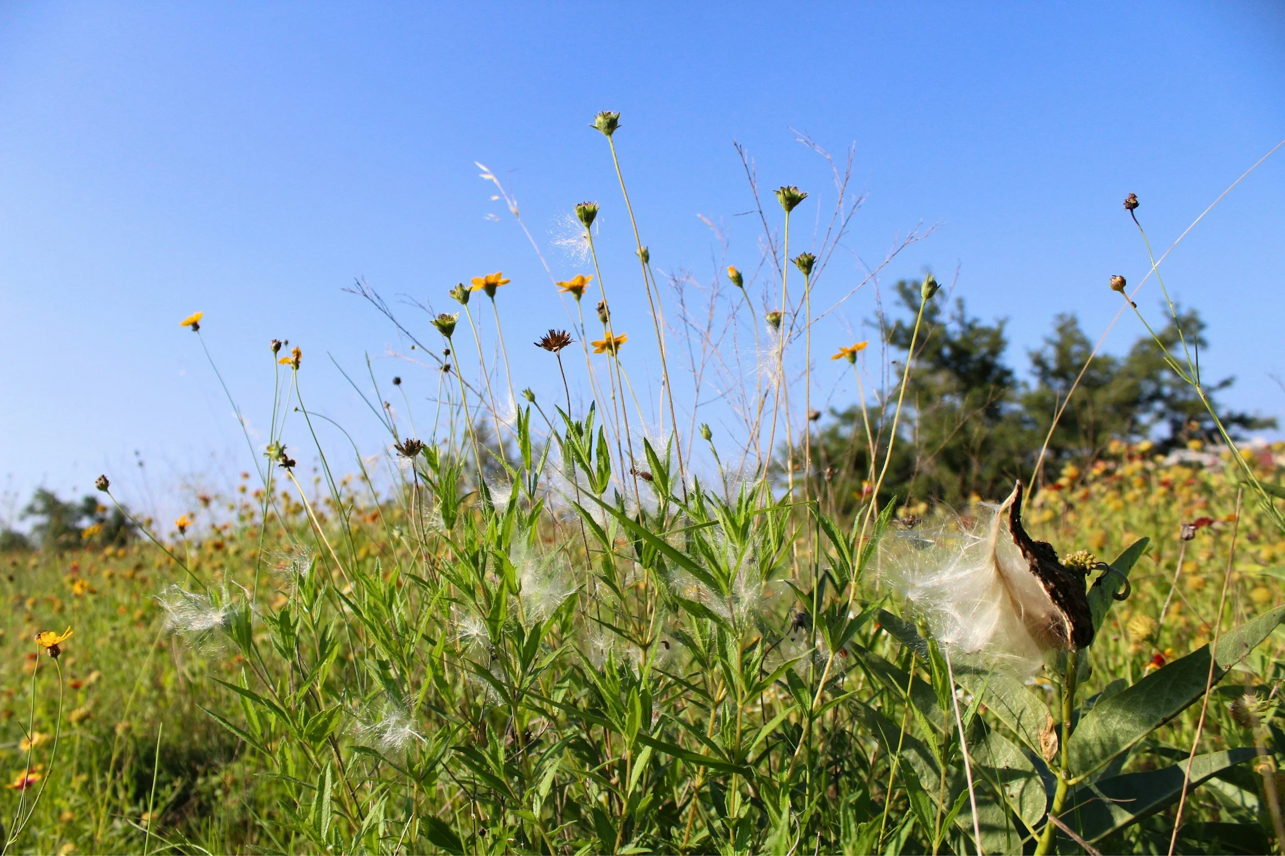 St Michael's Drive Garden Planting Day