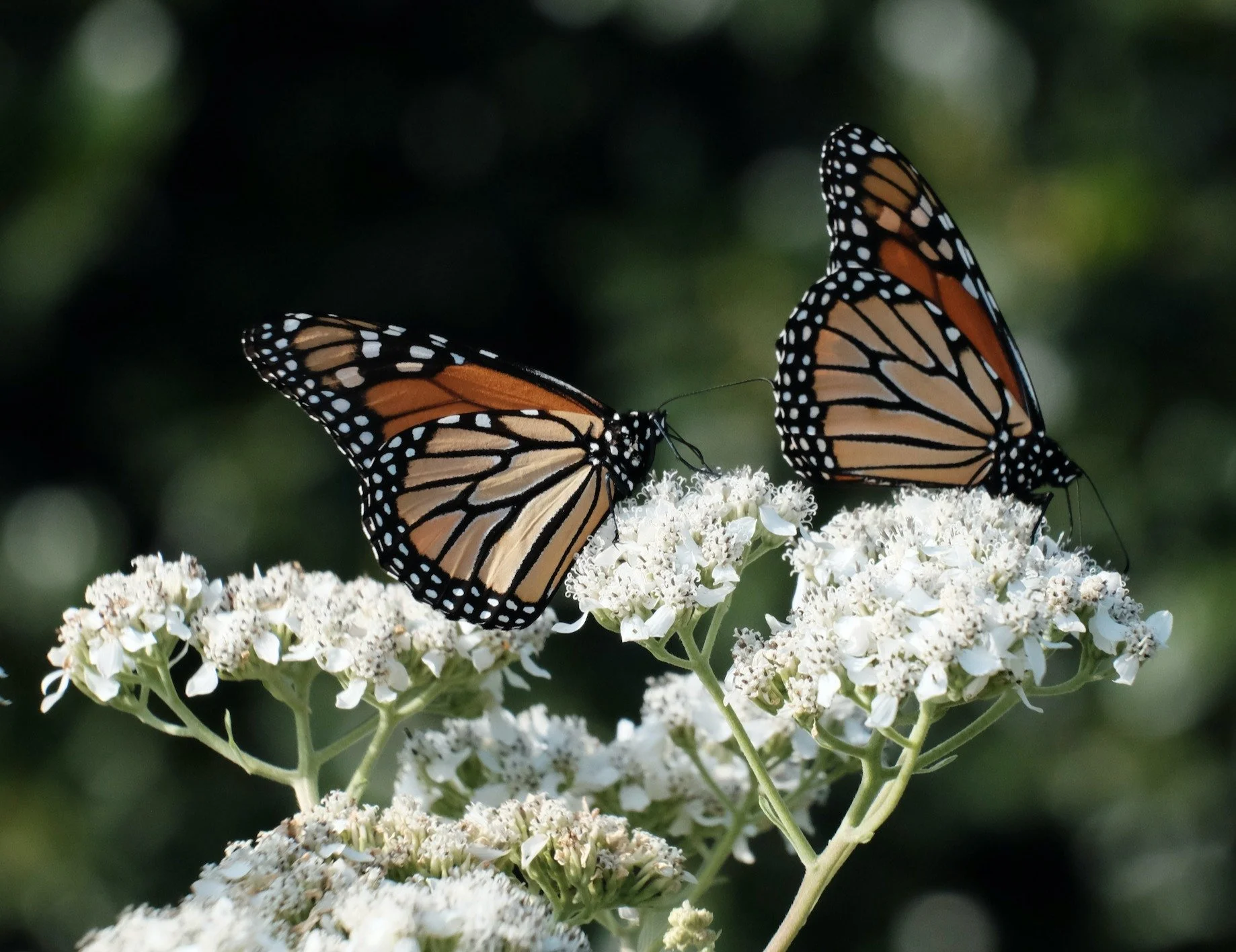 Our latest newsletter is out! Read all about our gardens, meadows, trees, trail safety and more! https://mailchi.mp/northaventrail/2026-spring?e=9180801bd8