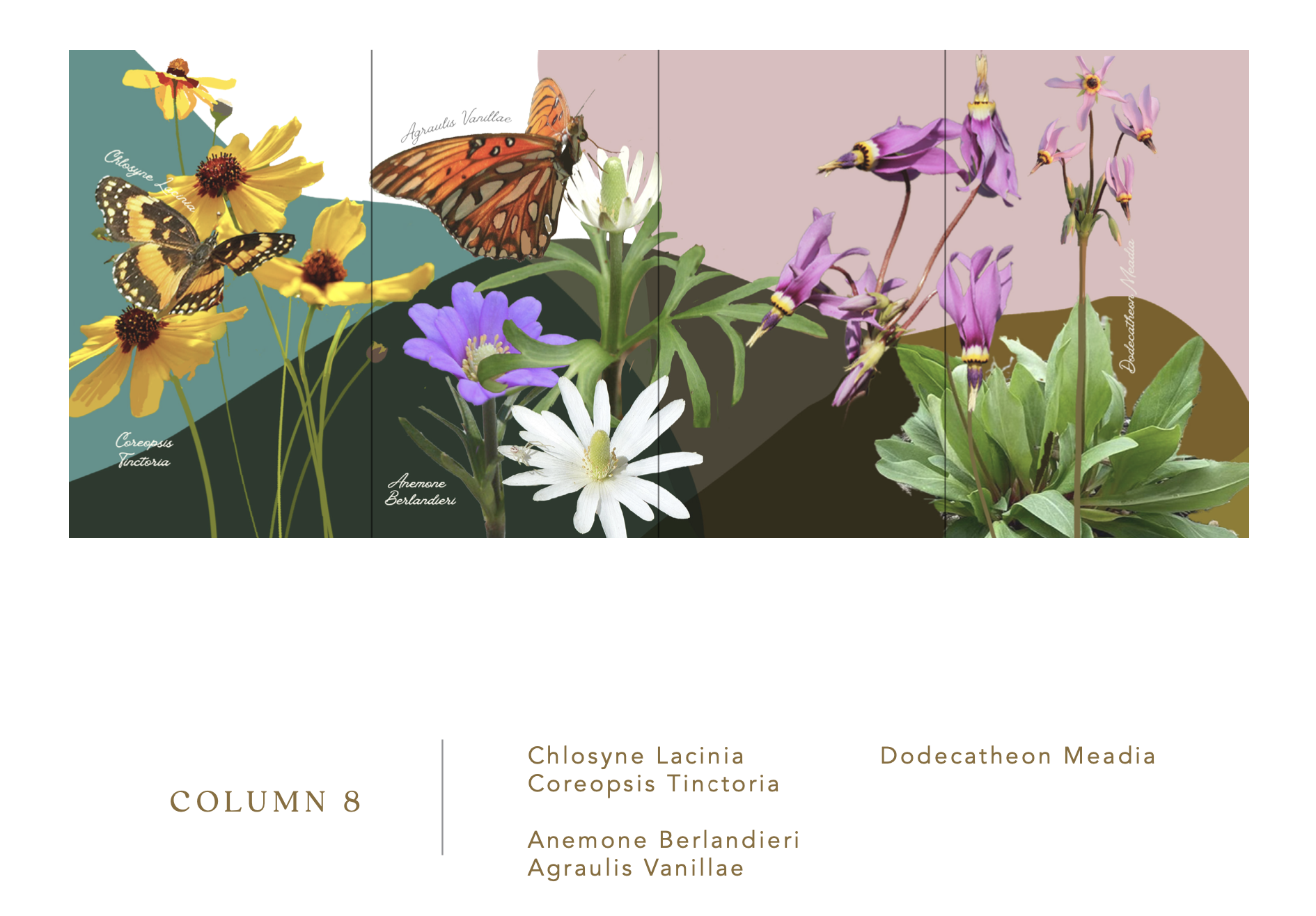 COLUMN 8 Chlosyne Lacinia, Dodecatheon Meadia, Coreopsis Tinctoria, Anemone Berlandieri, Agraulis Vanillae
