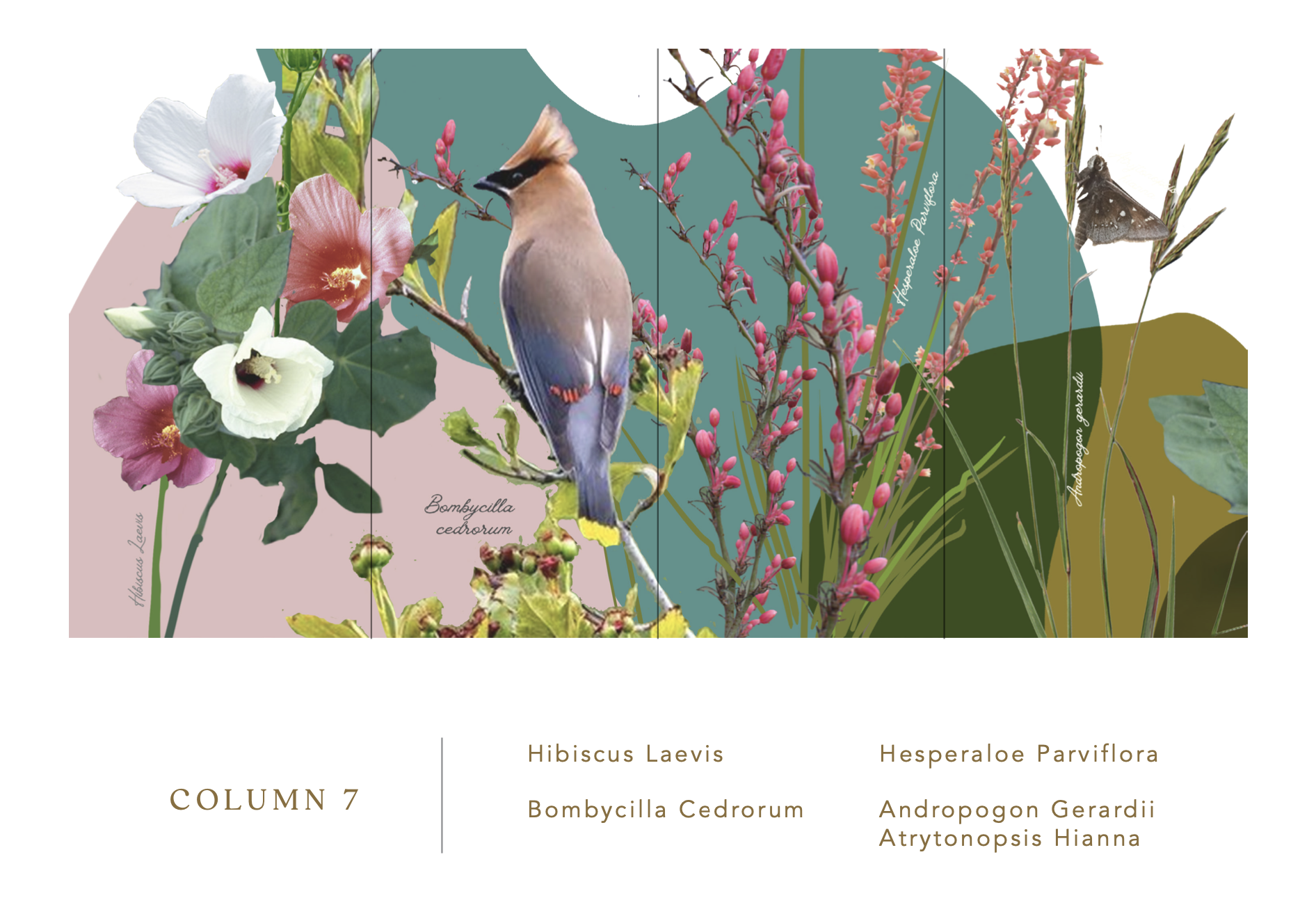 COLUMN 7 Hibiscus Laevis, Hesperaloe Parviflora, Bombycilla Cedrorum, Andropogon Gerardii, Atrytonopsis Hianna