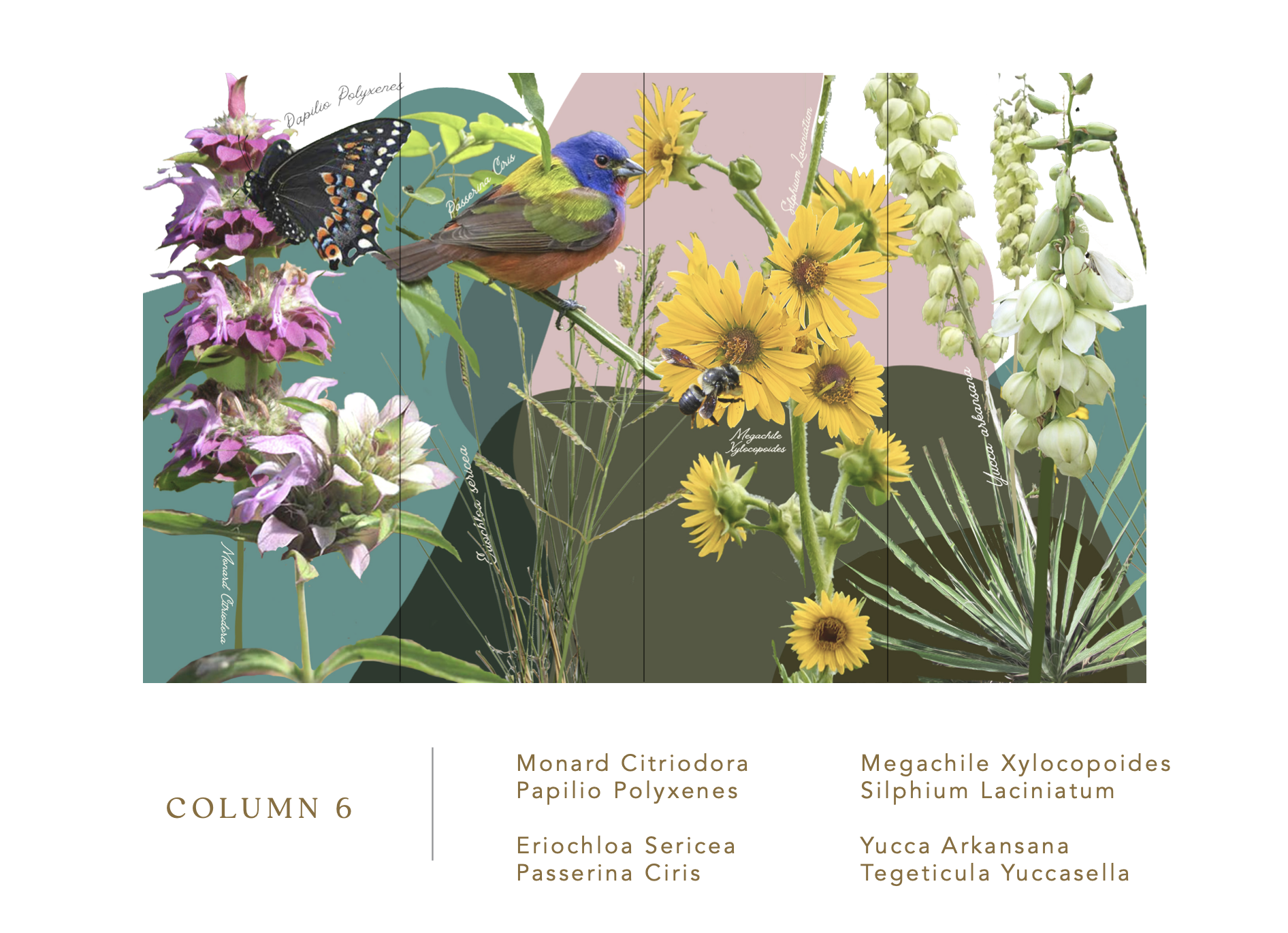 COLUMN 6 Monarda Citriodora, Papilio Polyxenes, Eriochloa Sericea, Passerina Ciris, Megachile Xylocopoides, Silphium Laciniatum, Yucca Arkansana, Tegeticula Yuccasella
