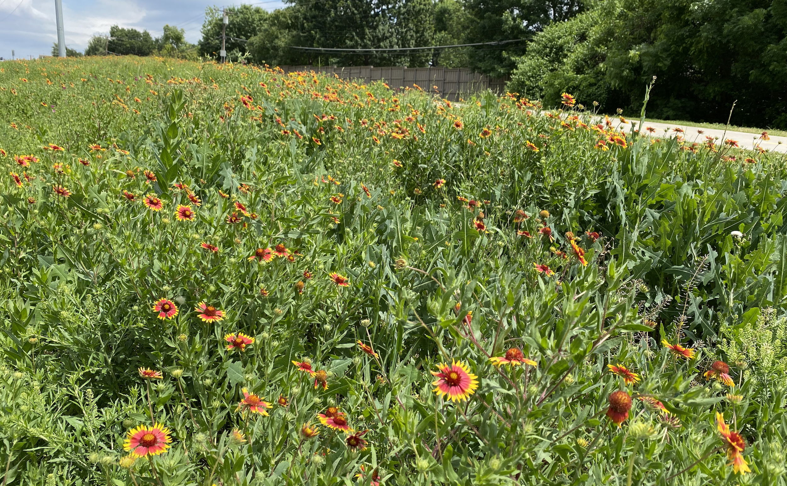 Wildflower Lawn Tips - What to Know Before Planting