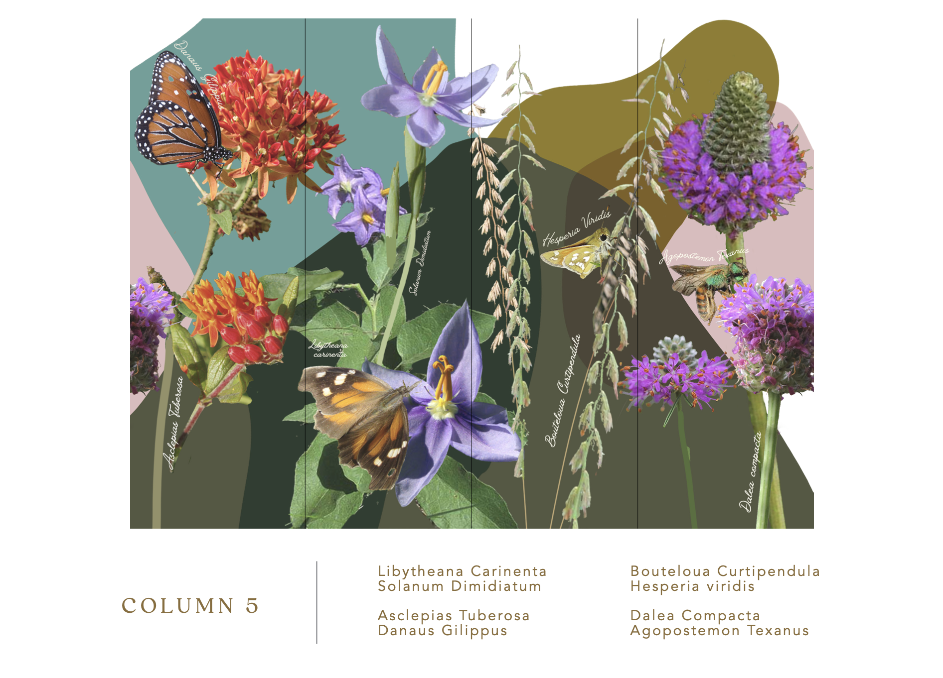 COLUMN 5 Libytheana Carinenta, Solanum Dimidiatum, Asclepias Tuberosa, Danaus Gilippus, Bouteloua Curtipendula, Hesperia viridis, Dalea compacta, Agopostemon Texanus