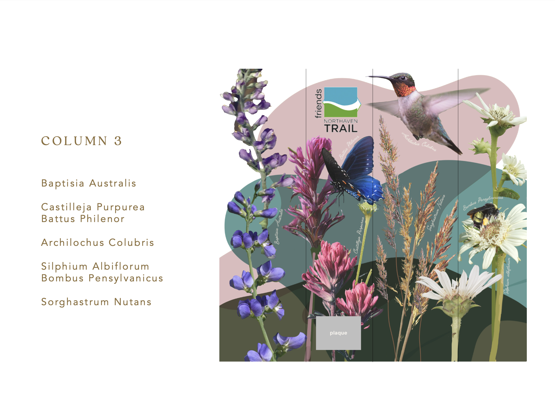 Baptisia Australis, Castilleja Purpurea, Battus Philenor, Archilochus Colubris, Silphium Albiflorum, Bombus Pensylvanicus, Sorghastrum Nutans