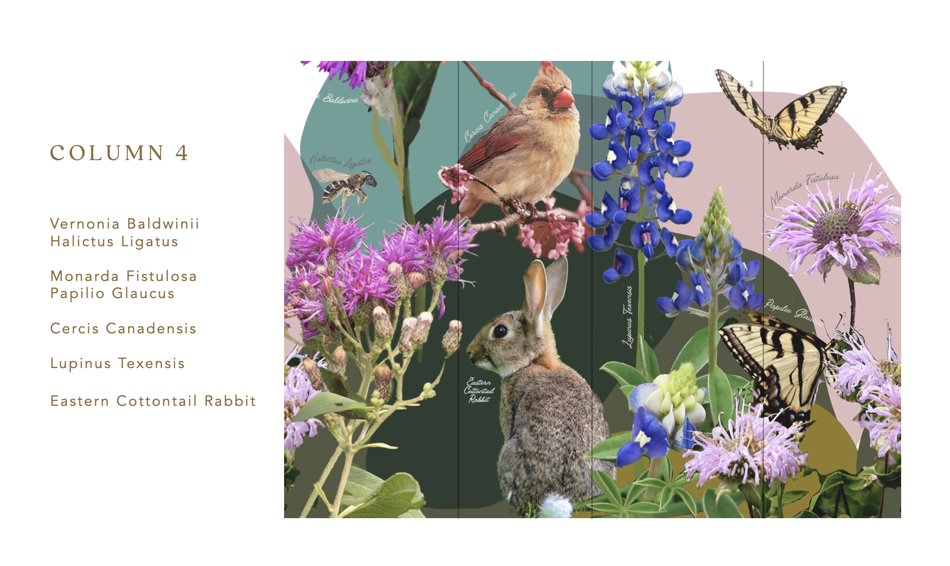 COLUMN 4 Vernonia Baldwinii, Halictus Ligatus, Monarda Fistulosa, Papilio Glaucus, Cercis Canadensis, Lupinus Texensis, Eastern Cottontail Rabbit