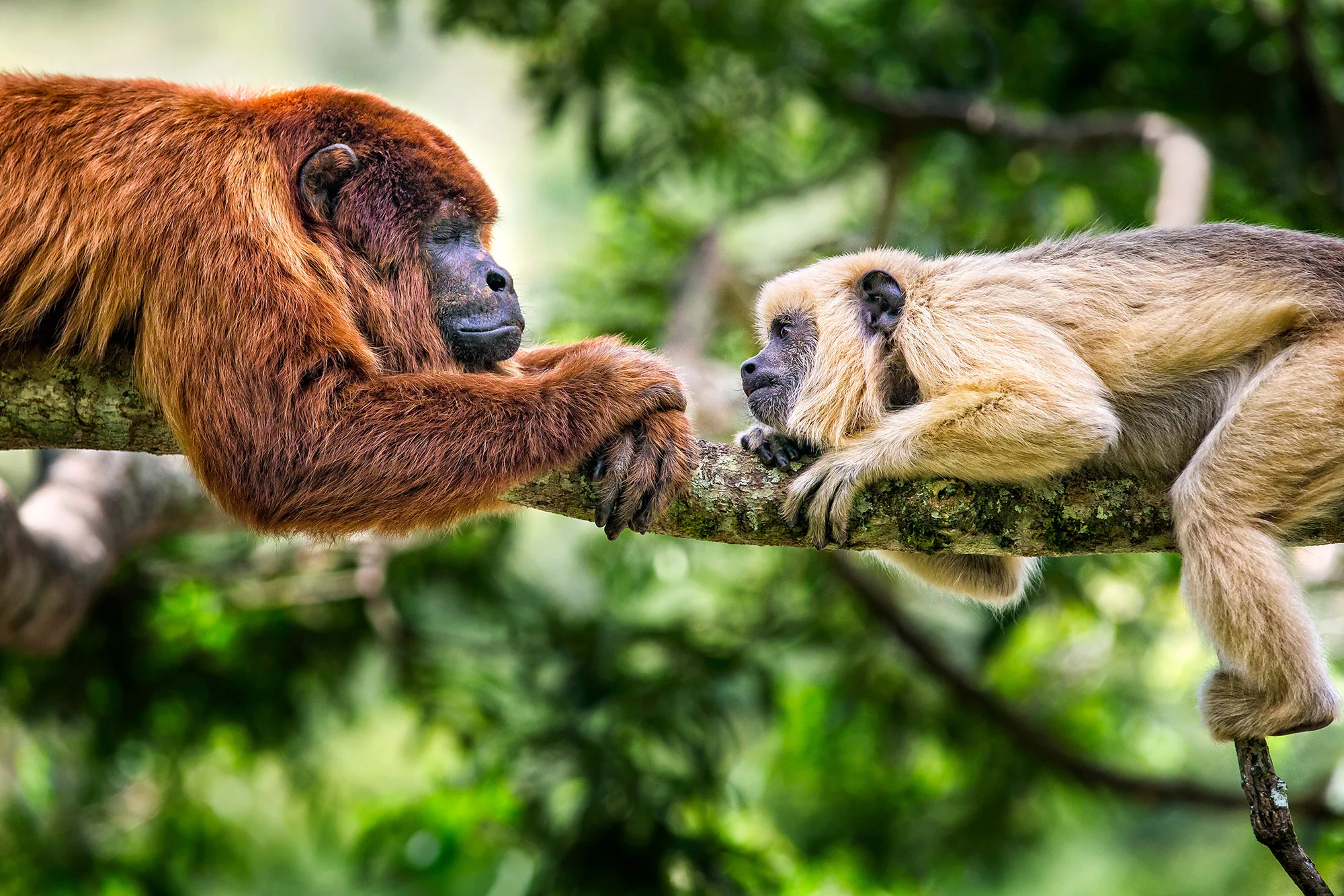 Canelo & Maya at La Sende Verde in Yungas, Bolvia on behalf of Photographers Without Borders- see more here