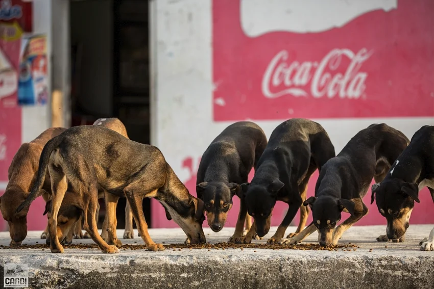 Street Dogs Cancun, Mexico — Tracey Buyce