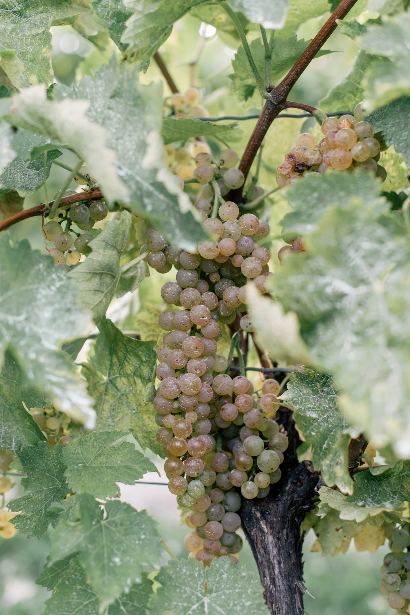 notl-taste-the-season-14.jpg