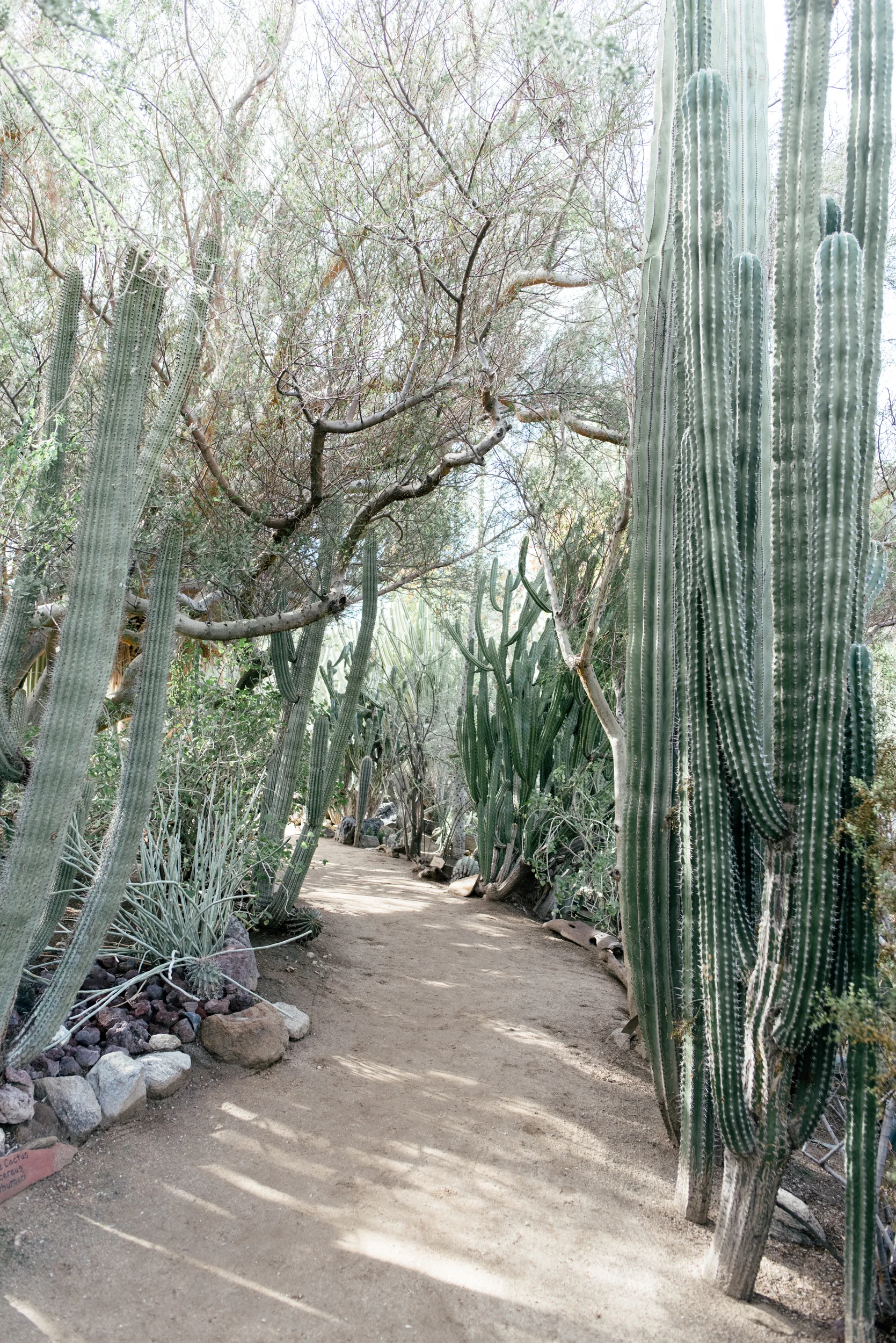 palm-springs-18.jpg