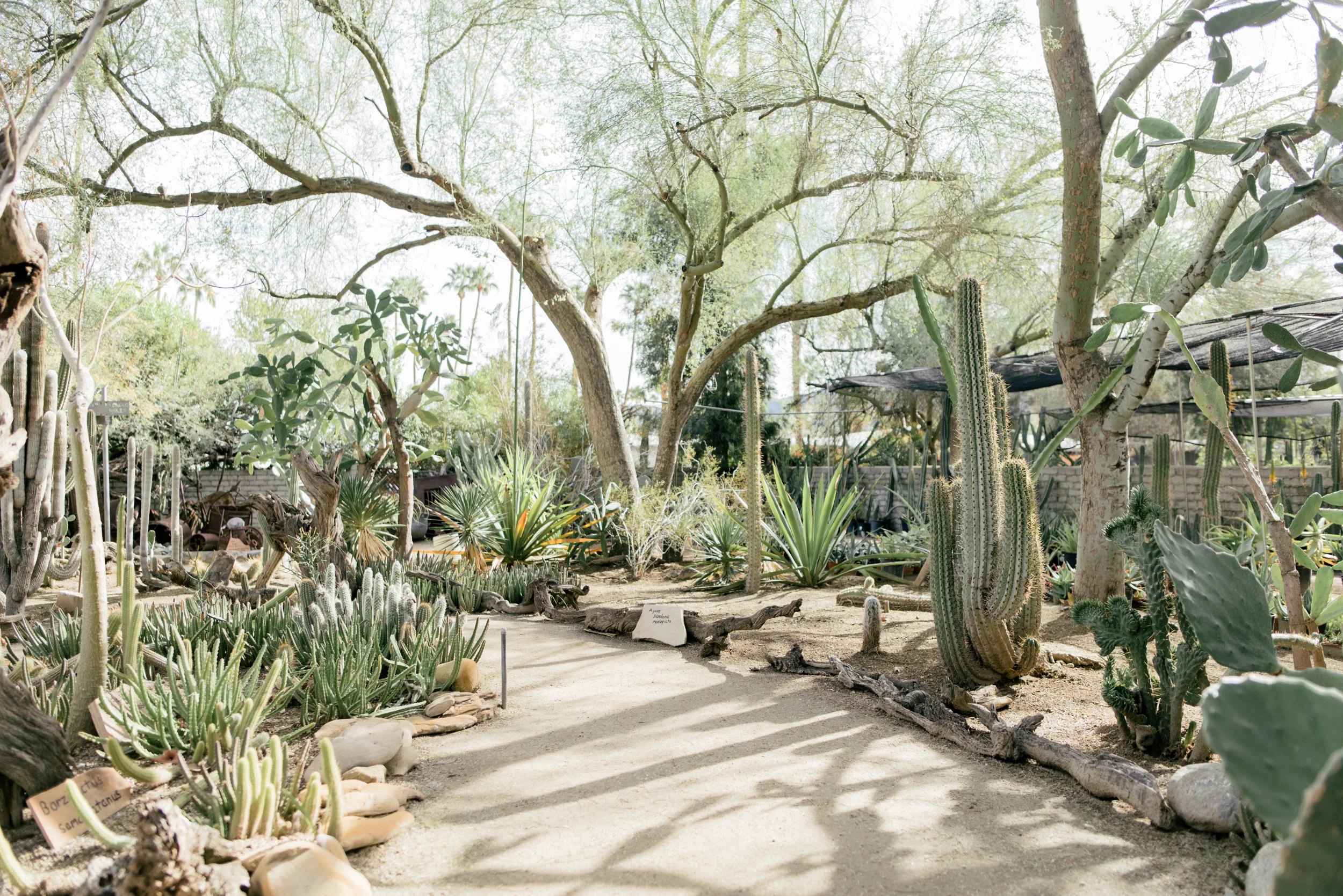 palm-springs-65.jpg